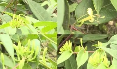 某企业农业种植项目投资价值分析报告